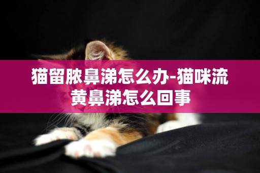 貓留膿鼻涕怎么辦-貓咪流黃鼻涕怎么回事
