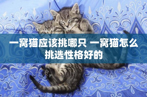 一窩貓應該挑哪只 一窩貓怎么挑選性格好的