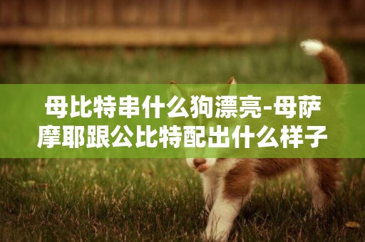 母比特串什么狗漂亮-母薩摩耶跟公比特配出什么樣子的狗