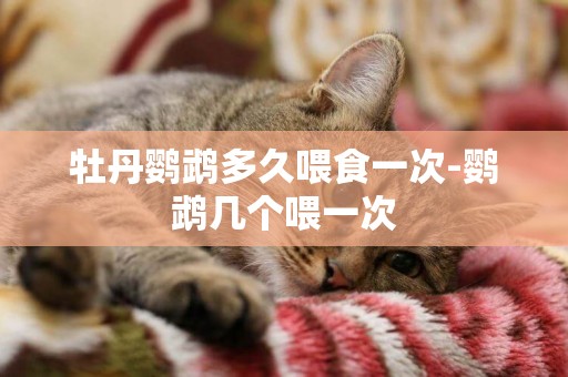 牡丹鸚鵡多久喂食一次-鸚鵡幾個喂一次
