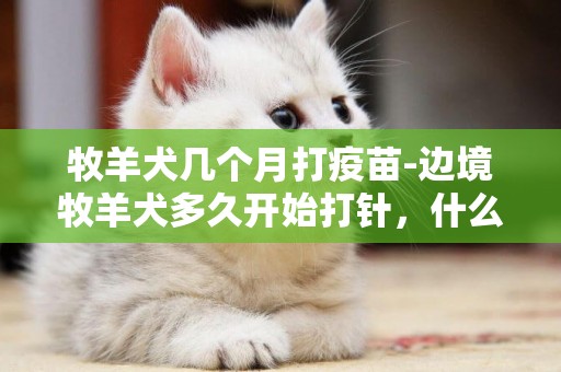 牧羊犬幾個月打疫苗-邊境牧羊犬多久開始打針，什么時間打什么針？？
