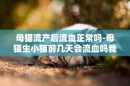 母貓流產后流血正常嗎-母貓生小貓前幾天會流血嗎我家貓流了好多