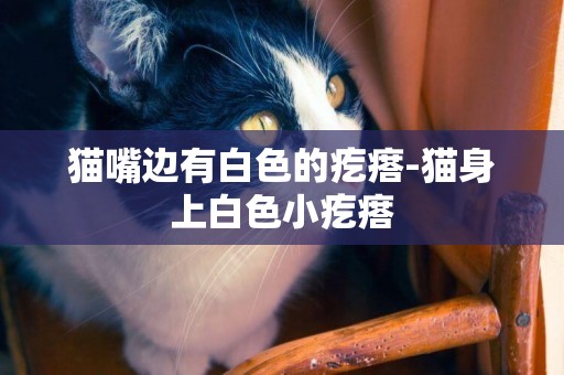 貓嘴邊有白色的疙瘩-貓身上白色小疙瘩