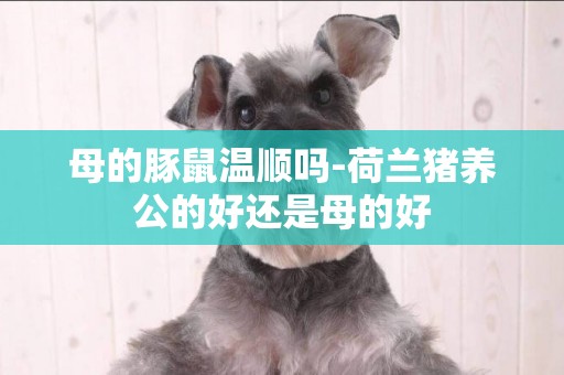 母的豚鼠溫順嗎-荷蘭豬養公的好還是母的好