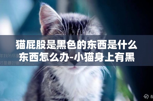 貓屁股是黑色的東西是什么東西怎么辦-小貓身上有黑色的碎屑是什么？