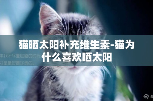 貓曬太陽補充維生素-貓為什么喜歡曬太陽