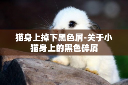 貓身上掉下黑色屑-關于小貓身上的黑色碎屑