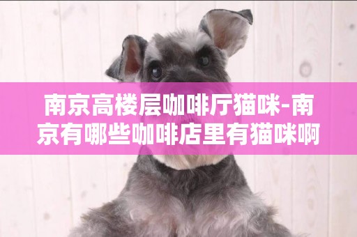 南京高樓層咖啡廳貓咪-南京有哪些咖啡店里有貓咪啊