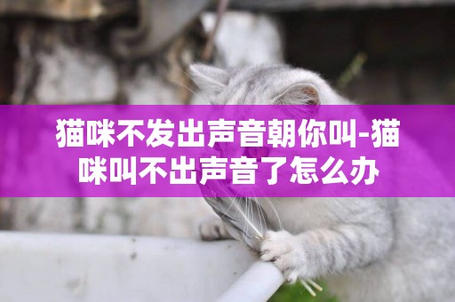 貓咪不發出聲音朝你叫-貓咪叫不出聲音了怎么辦