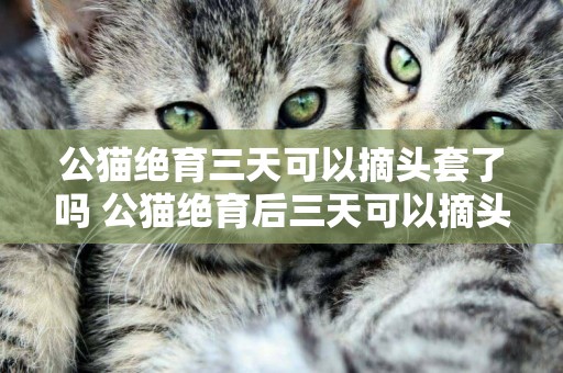公貓絕育三天可以摘頭套了嗎 公貓絕育后三天可以摘頭套嗎