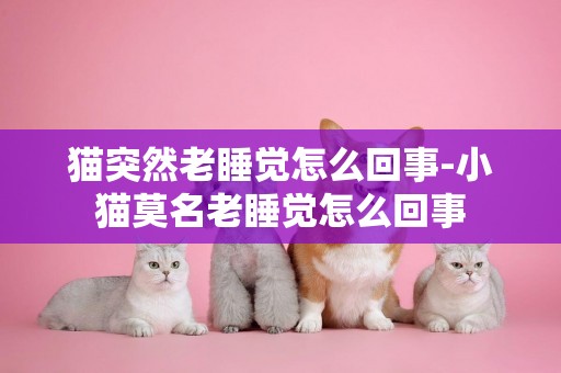 貓突然老睡覺怎么回事-小貓莫名老睡覺怎么回事