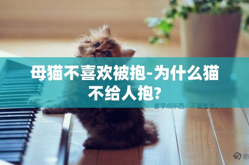 母貓不喜歡被抱-為什么貓不給人抱?