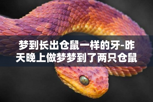 夢到長出倉鼠一樣的牙-昨天晚上做夢夢到了兩只倉鼠，一大一小，