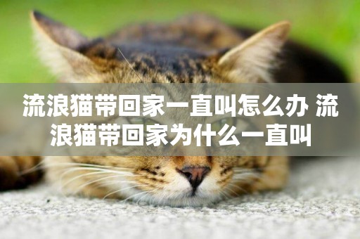 流浪貓帶回家一直叫怎么辦 流浪貓帶回家為什么一直叫