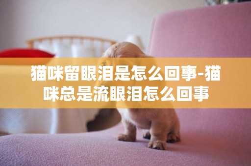 貓咪留眼淚是怎么回事-貓咪總是流眼淚怎么回事