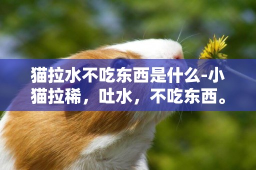 貓拉水不吃東西是什么-小貓拉稀，吐水，不吃東西。。怎么辦？