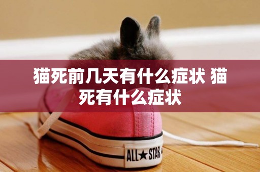貓死前幾天有什么癥狀 貓死有什么癥狀