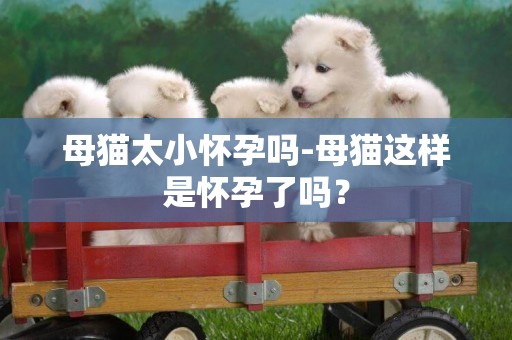母貓太小懷孕嗎-母貓這樣是懷孕了嗎？
