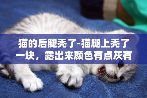 貓的后腿禿了-貓腿上禿了一塊，露出來顏色有點灰有點紫的