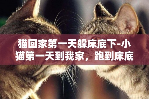 貓回家第一天躲床底下-小貓第一天到我家，跑到床底下怎么版，好像很敏感