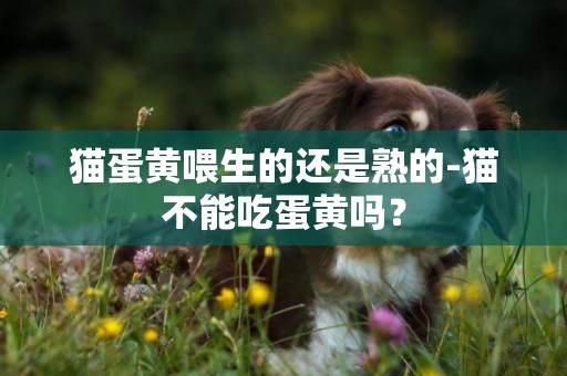 貓蛋黃喂生的還是熟的-貓不能吃蛋黃嗎？