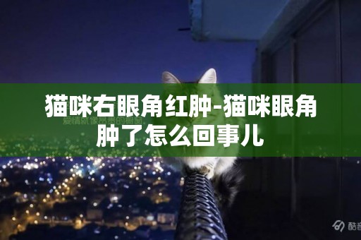 貓咪右眼角紅腫-貓咪眼角腫了怎么回事兒