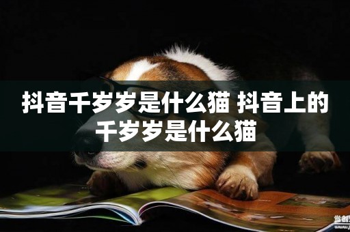 抖音千歲歲是什么貓 抖音上的千歲歲是什么貓