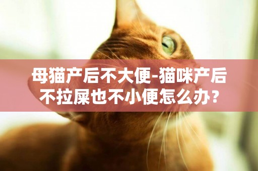 母貓產后不大便-貓咪產后不拉屎也不小便怎么辦？