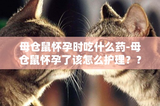 母倉鼠懷孕時吃什么藥-母倉鼠懷孕了該怎么護理？？？