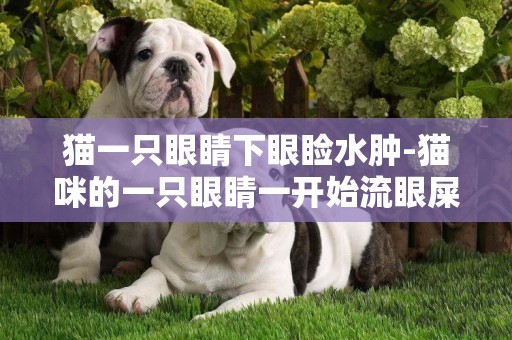 貓一只眼睛下眼瞼水腫-貓咪的一只眼睛一開始流眼屎 后來變紅腫