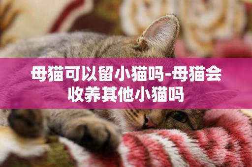 母貓可以留小貓嗎-母貓會收養其他小貓嗎