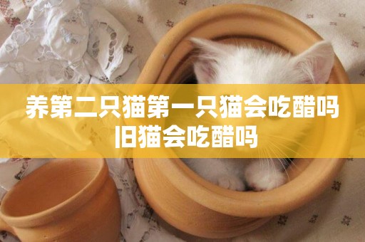 養第二只貓第一只貓會吃醋嗎 舊貓會吃醋嗎