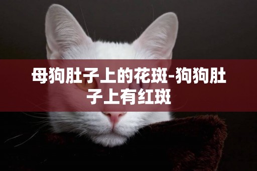 母狗肚子上的花斑-狗狗肚子上有紅斑