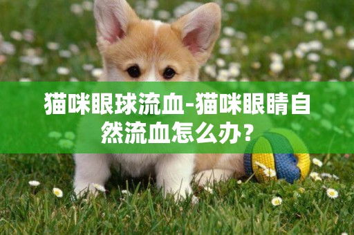 貓咪眼球流血-貓咪眼睛自然流血怎么辦？