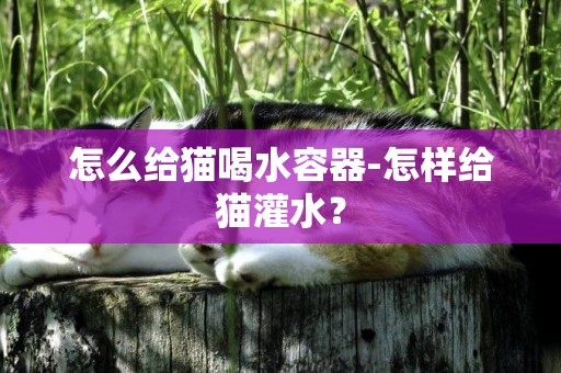 怎么給貓喝水容器-怎樣給貓灌水？