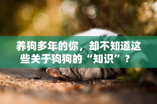 養狗多年的你，卻不知道這些關于狗狗的“知識”？ 