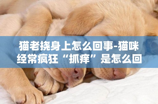 貓老撓身上怎么回事-貓咪經常瘋狂“抓癢”是怎么回事？
