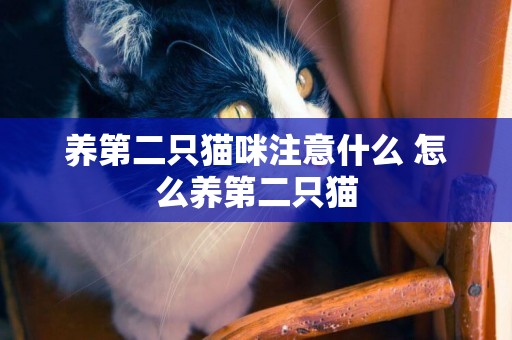 養第二只貓咪注意什么 怎么養第二只貓