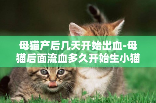 母貓產后幾天開始出血-母貓后面流血多久開始生小貓