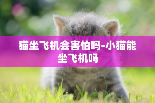 貓坐飛機會害怕嗎-小貓能坐飛機嗎