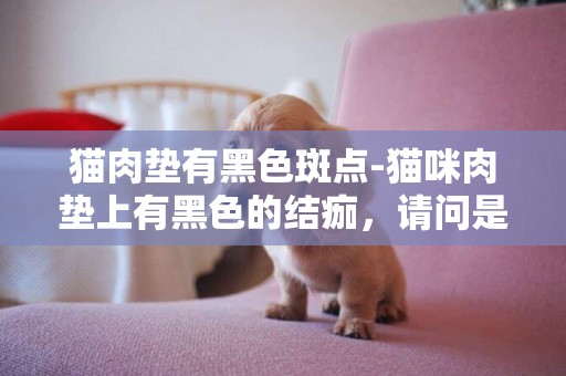 貓肉墊有黑色斑點-貓咪肉墊上有黑色的結痂，請問是怎么回事呀？