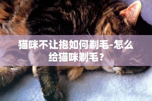 貓咪不讓抱如何剃毛-怎么給貓咪剃毛？