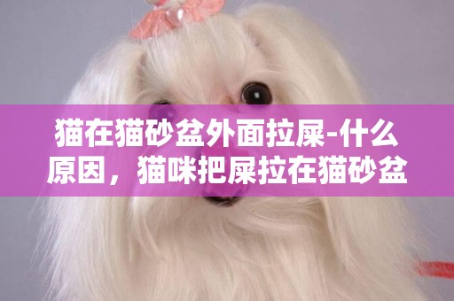 貓在貓砂盆外面拉屎-什么原因，貓咪把屎拉在貓砂盆外面
