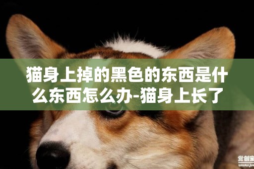 貓身上掉的黑色的東西是什么東西怎么辦-貓身上長了黑黑的東西