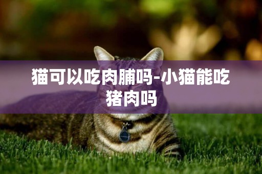 貓可以吃肉脯嗎-小貓能吃豬肉嗎