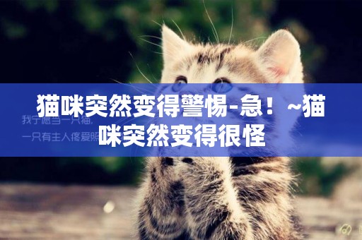 貓咪突然變得警惕-急！~貓咪突然變得很怪