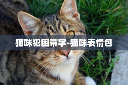貓咪犯困帶字-貓咪表情包