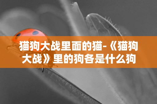 貓狗大戰里面的貓-《貓狗大戰》里的狗各是什么狗