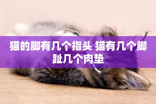 貓的腳有幾個指頭 貓有幾個腳趾幾個肉墊