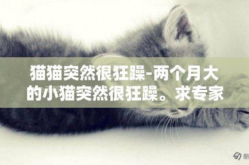 貓貓突然很狂躁-兩個月大的小貓突然很狂躁。求專家解答